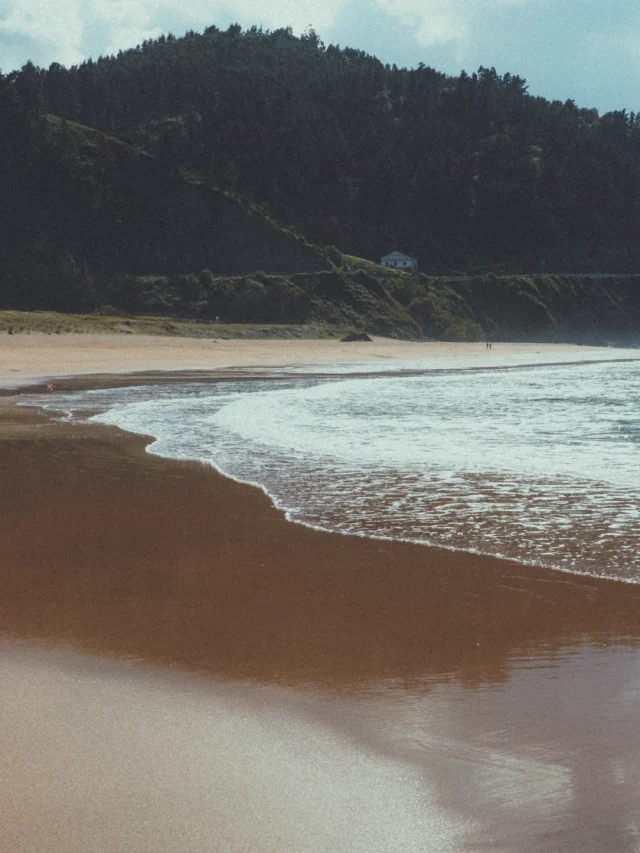 anillos de boda sobre flores fotografiados en Bizkaia con estilo minimalista